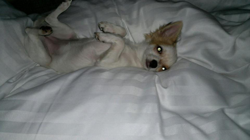 Chihuahua Mynte<3 billede 12