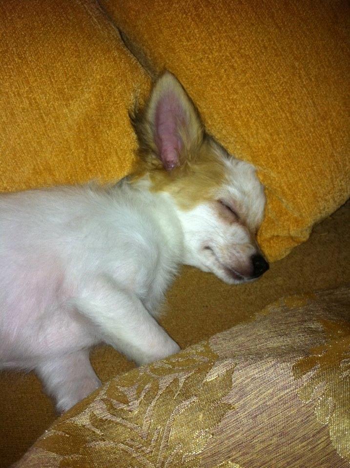 Chihuahua Mynte<3 billede 13