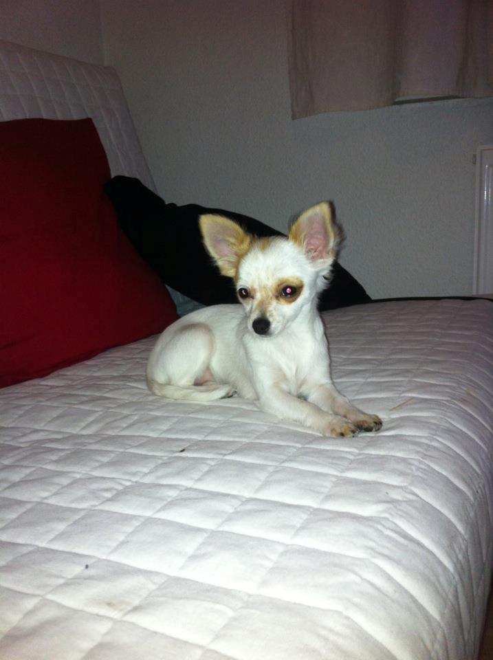 Chihuahua Mynte<3 billede 14