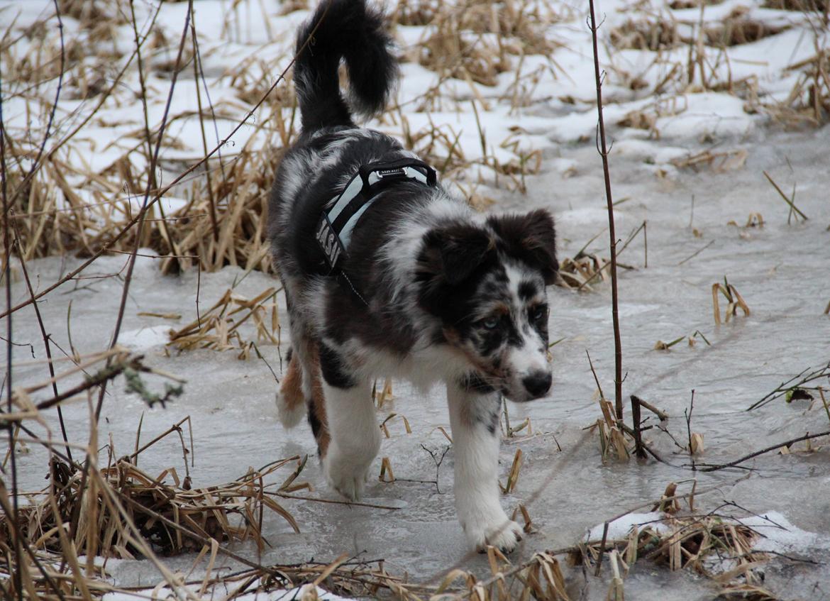 Australian shepherd Godrumgaard´s Jason - Med i skoven billede 3