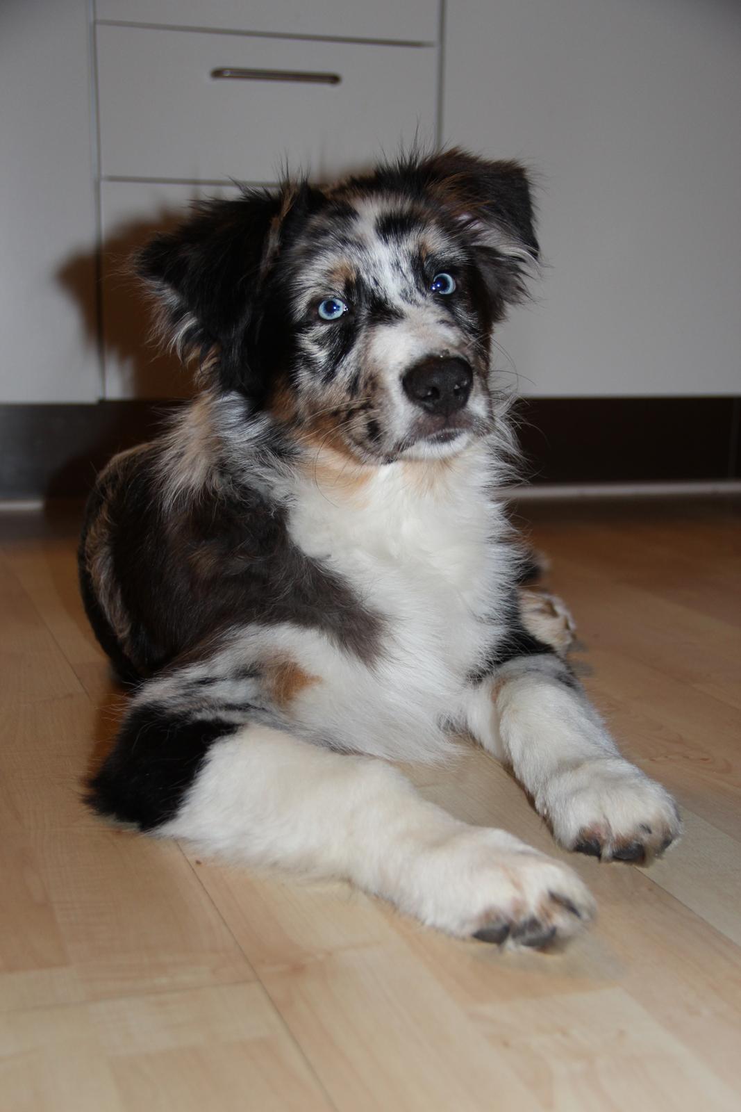 Australian shepherd Godrumgaard´s Jason - smuk billede 1