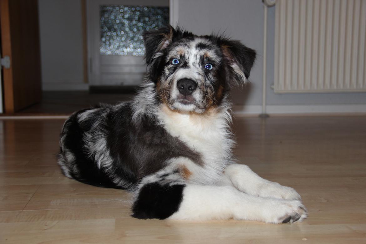 Australian shepherd Godrumgaard´s Jason - Jas billede 2