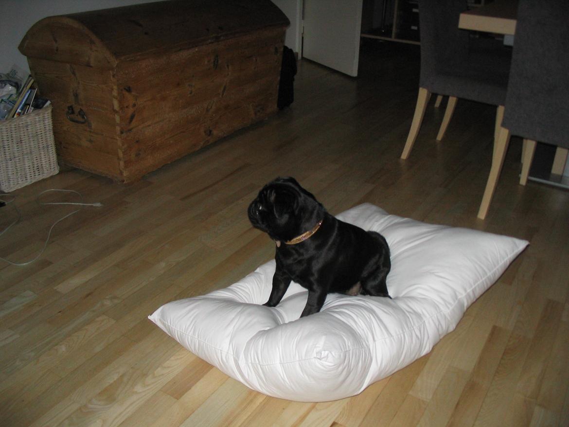 Mops Angel billede 2