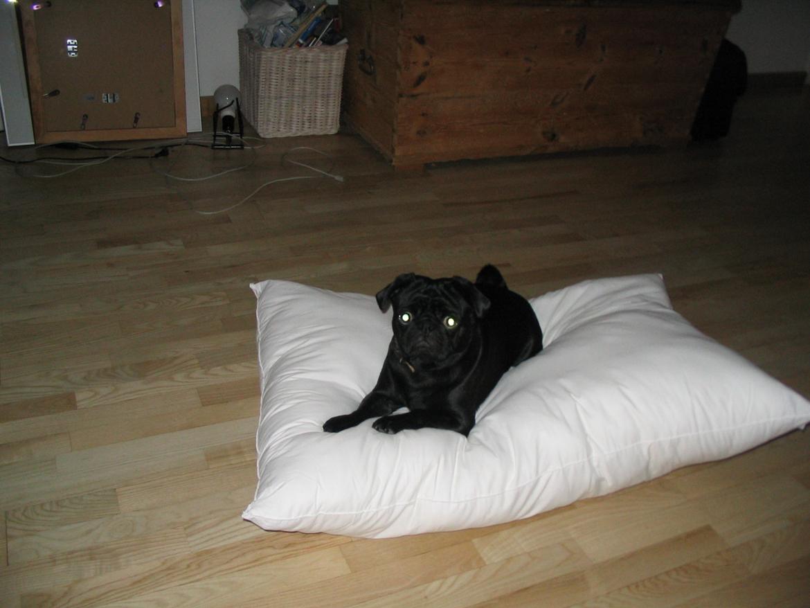 Mops Angel billede 4