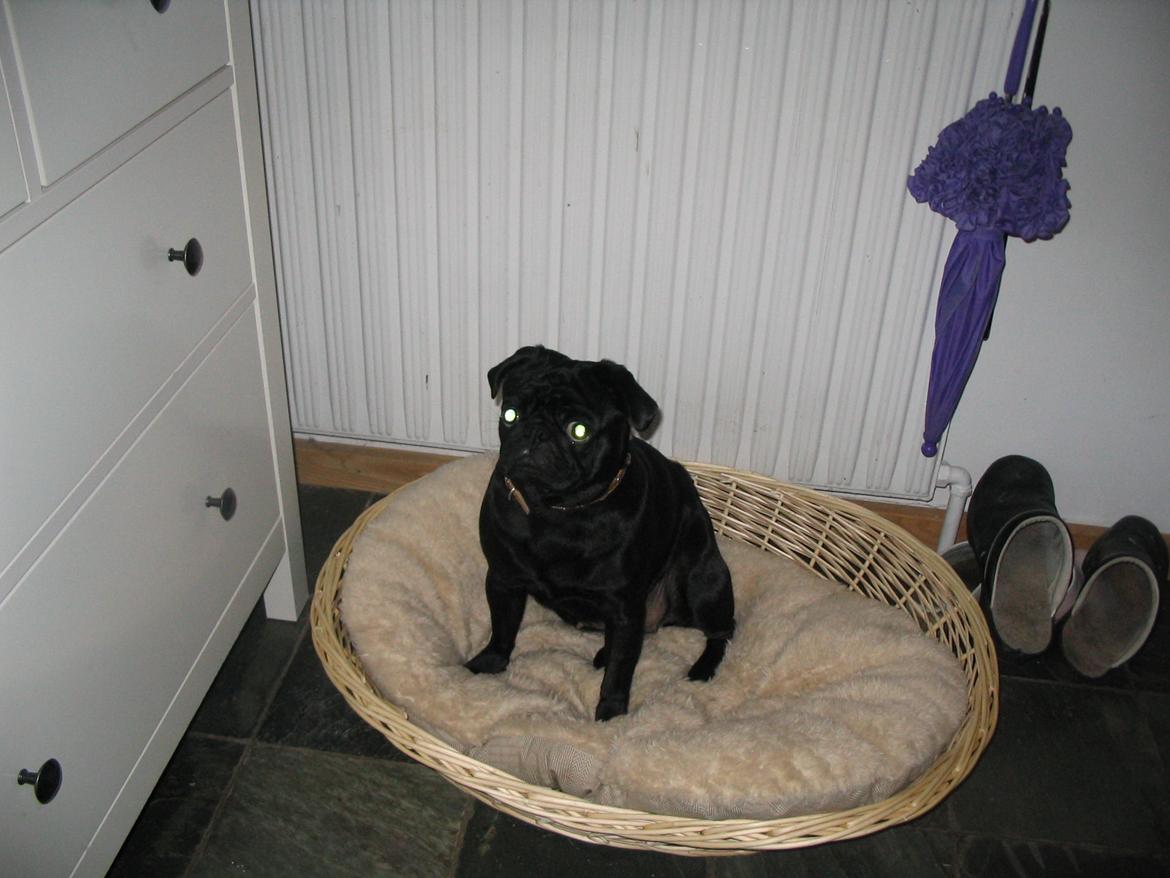 Mops Angel billede 5