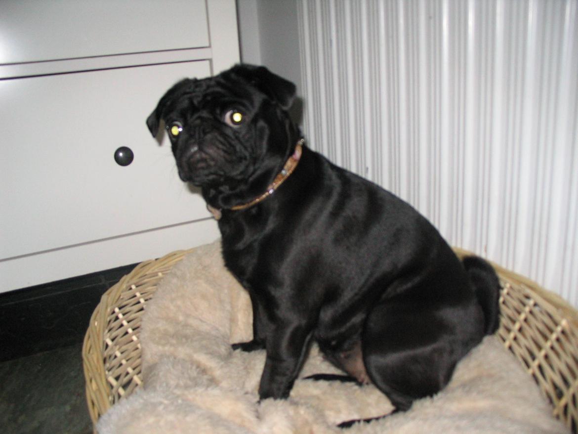 Mops Angel - Velkommen til Angel's profil billede 1