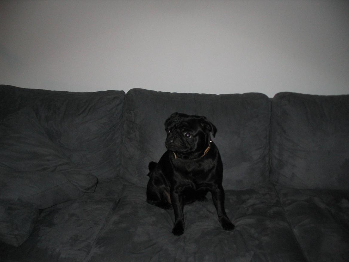 Mops Angel billede 6