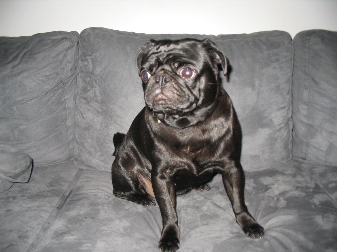 Mops Angel billede 7