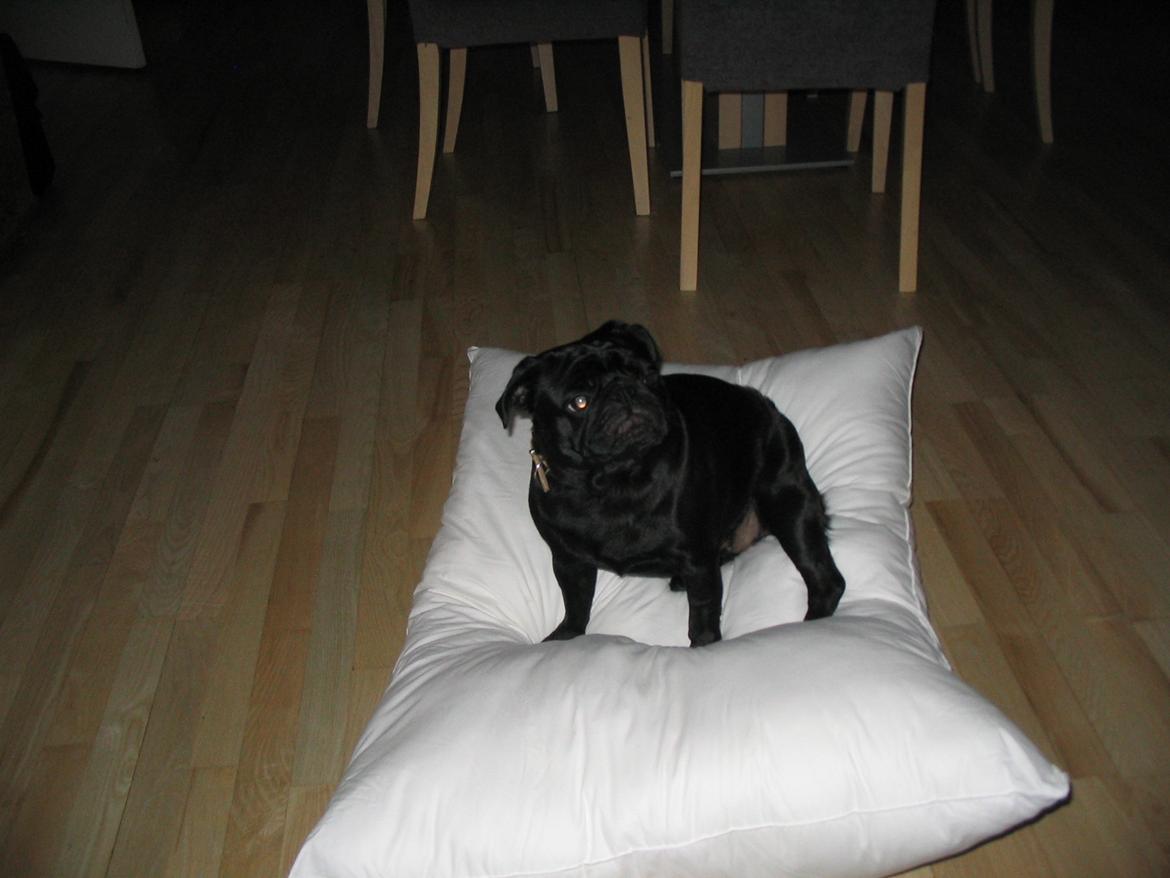 Mops Angel billede 8