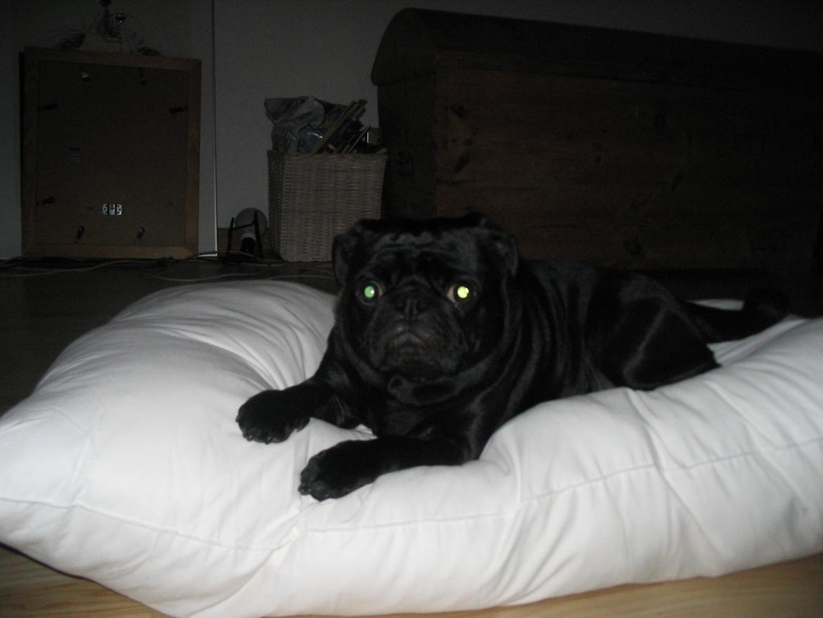 Mops Angel billede 9