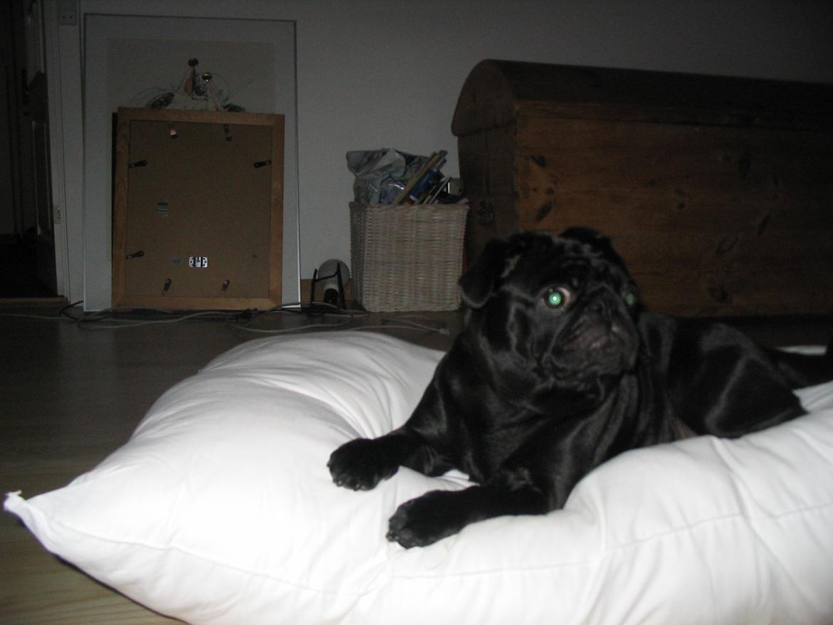 Mops Angel billede 10