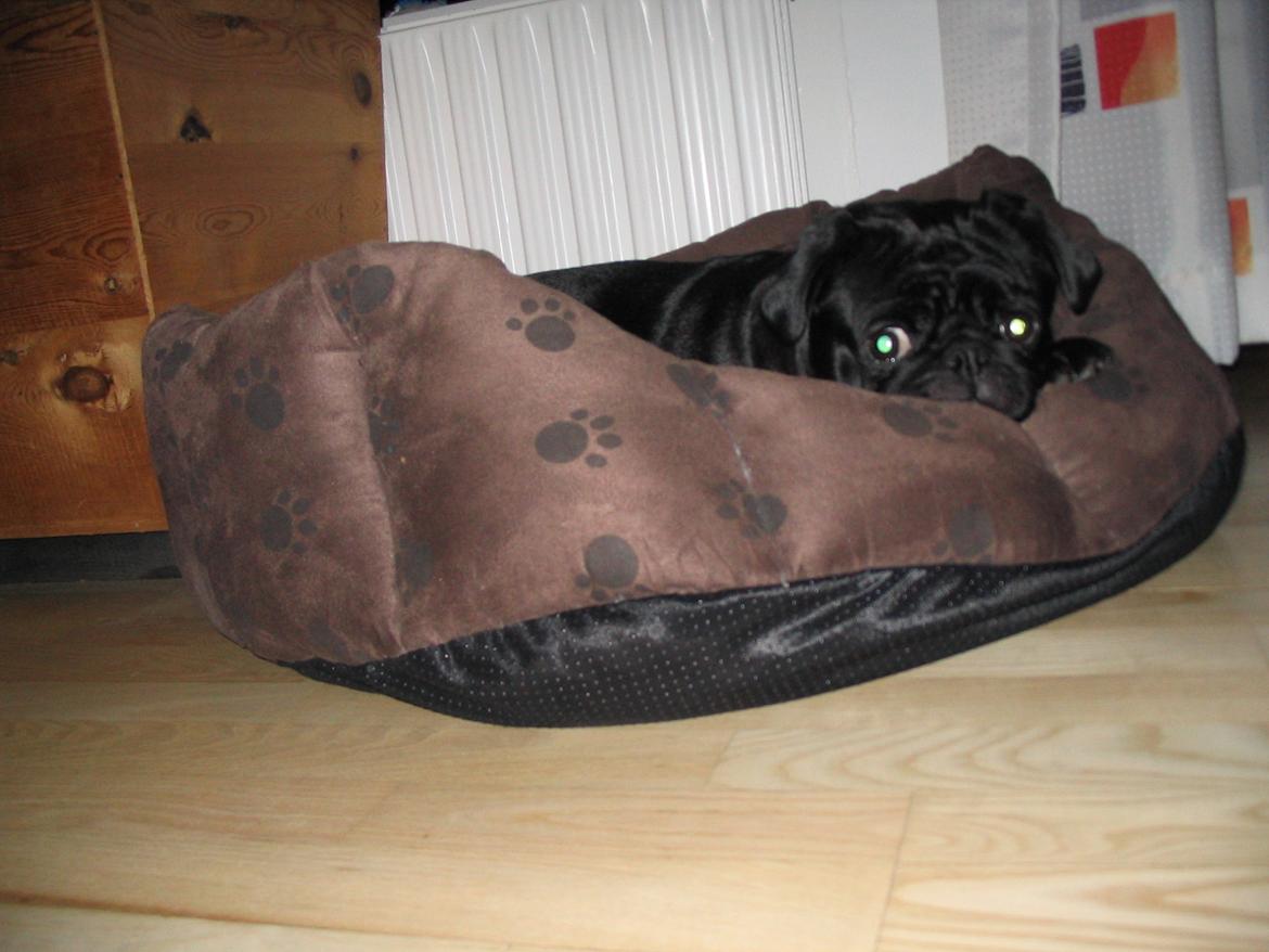 Mops Angel - Angel ligger og hygger sig i hendes yndligs kurv billede 11