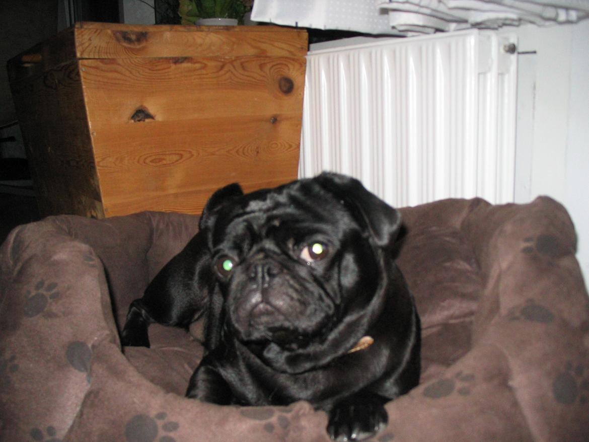 Mops Angel billede 12