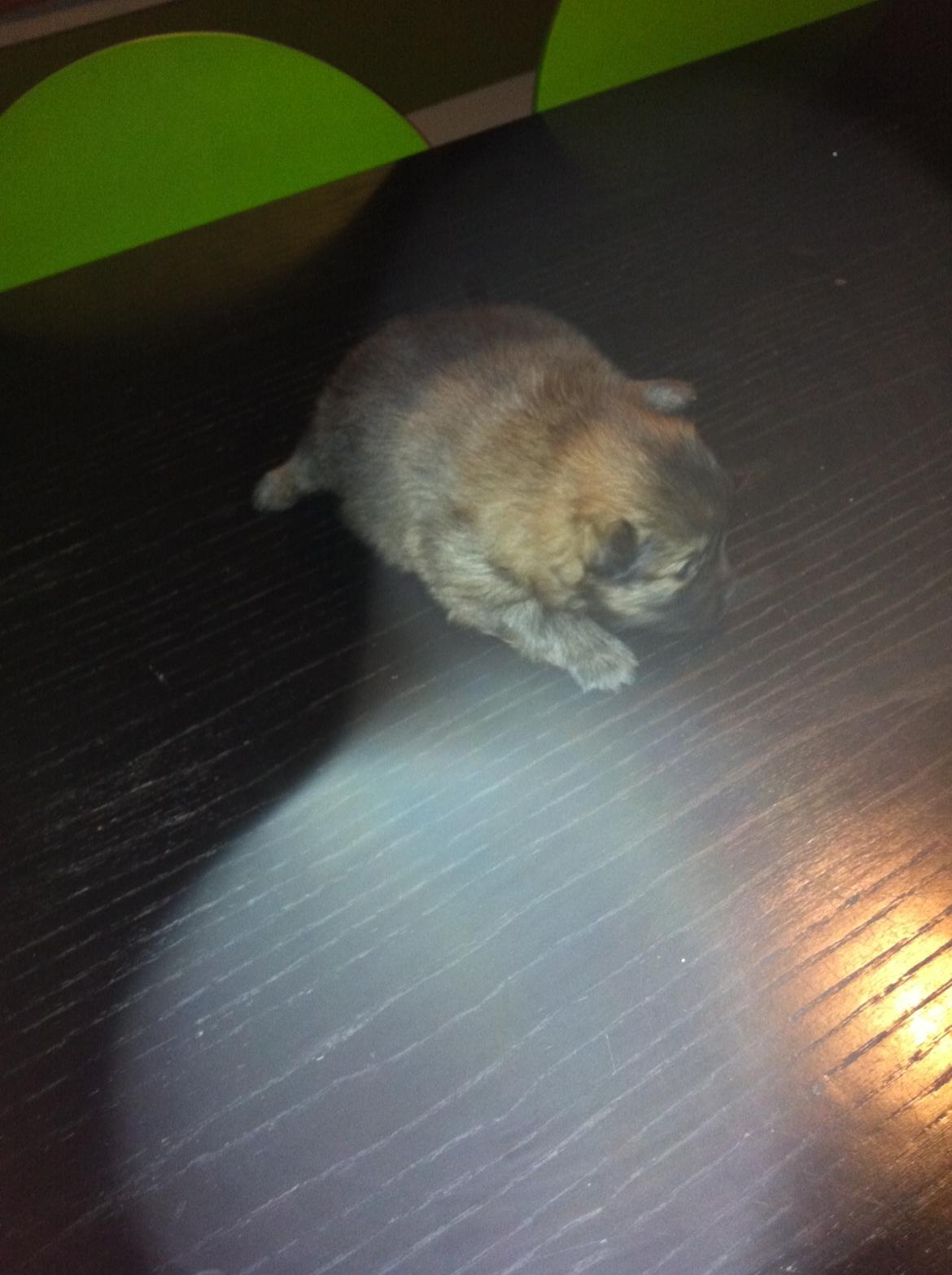 Pomeranian Futte - Futte. Ca. en uge gammel.   Fotograf: Mig billede 2