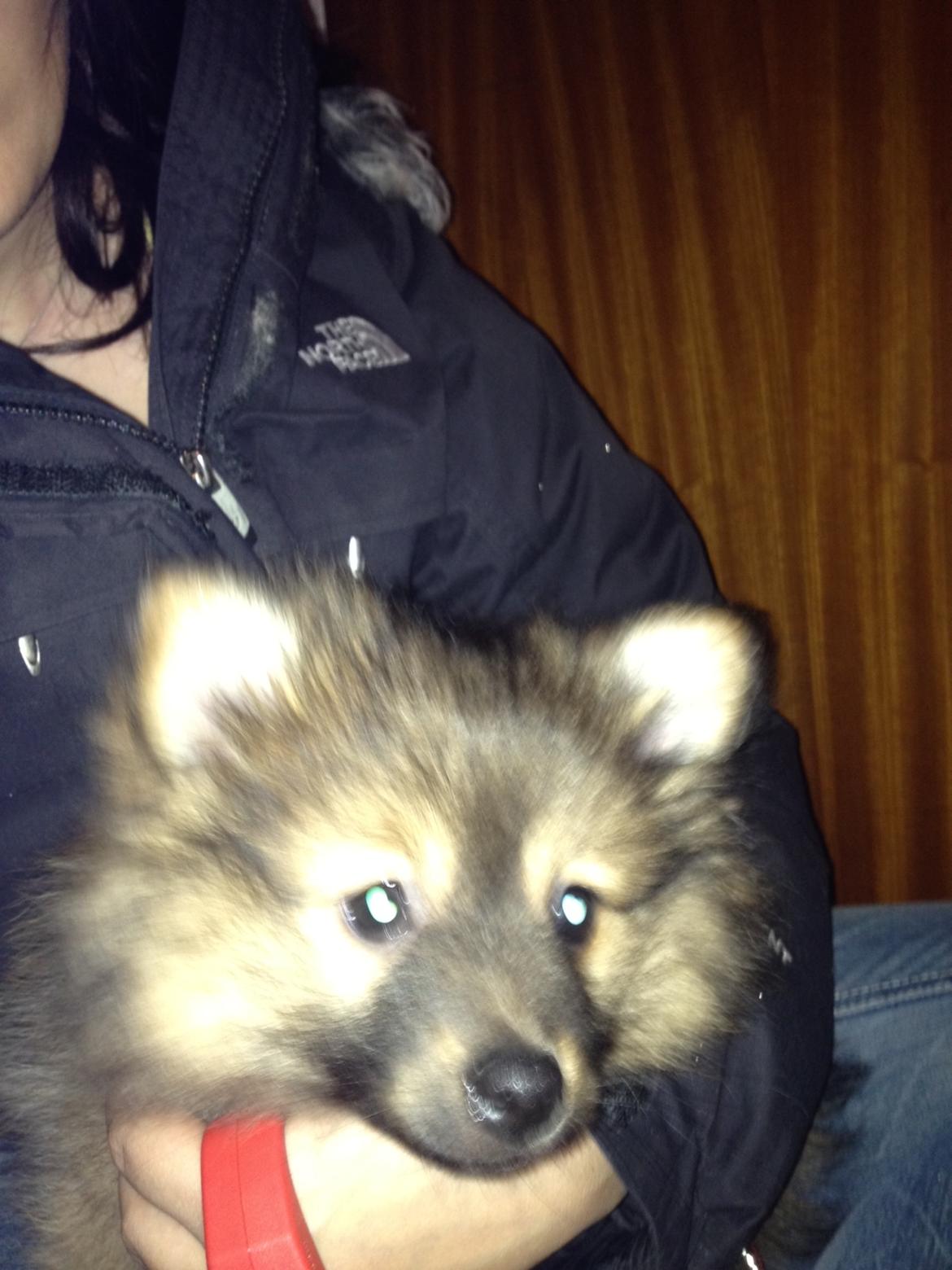 Pomeranian Futte - Futte. Ca. 9 uger gammel. Her har han fået nyt hjem.   Fotograf: Mig billede 4