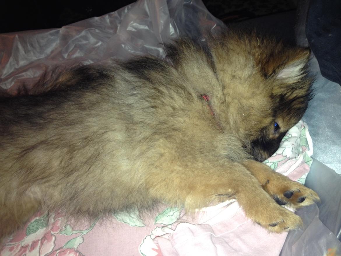 Pomeranian Futte - Så blev Futte en smule træt (ligger og sover i min kæreste Kaspers seng).   Fotograf: Kasper billede 6