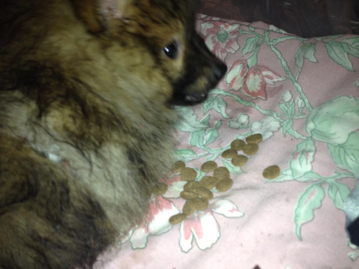 Pomeranian Futte - Futte smager på sin mad.   Fotograf: Kasper billede 7