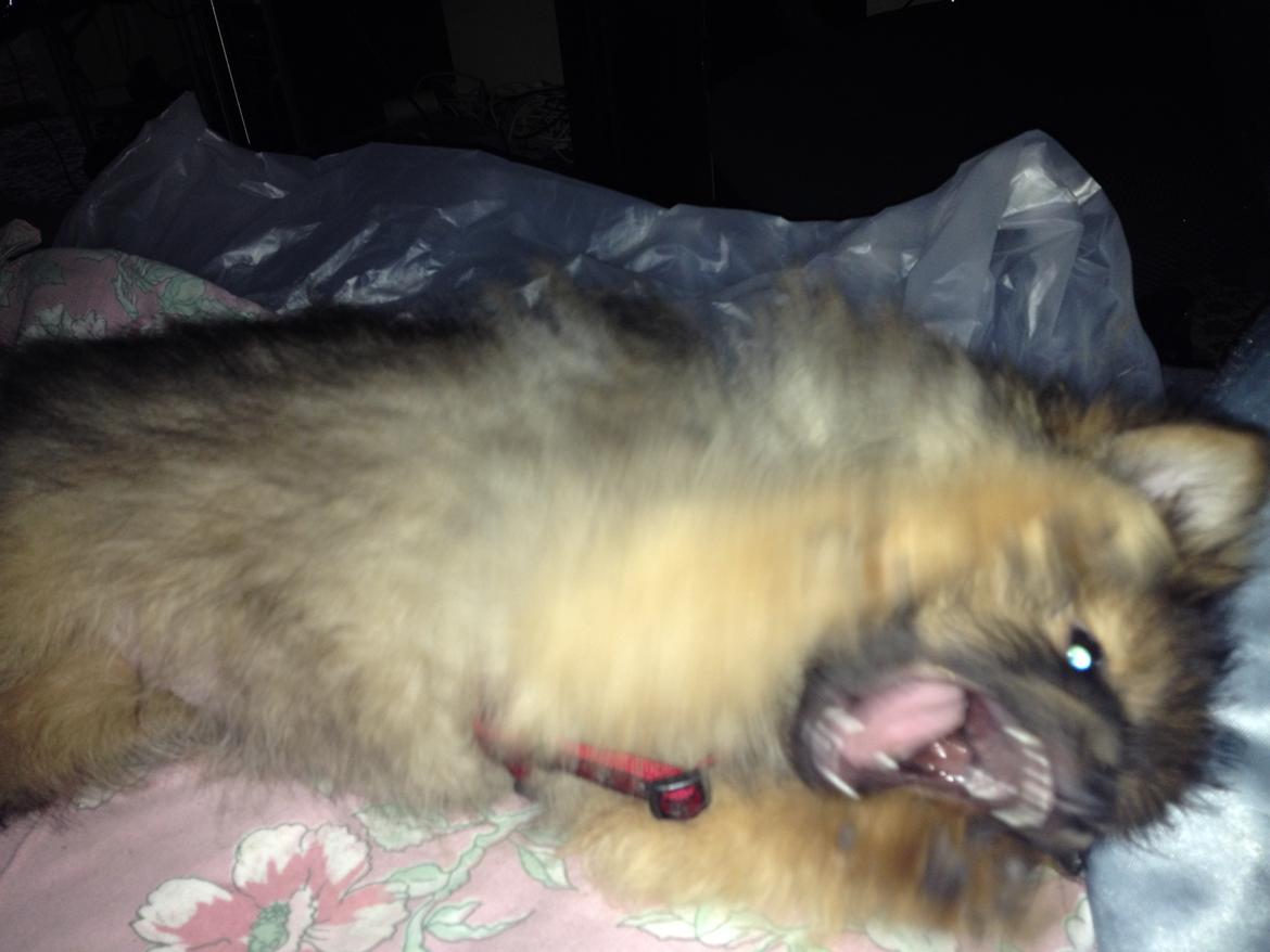 Pomeranian Futte - Pas på, jeg er FARLIG!   Fotograf: Kasper billede 8