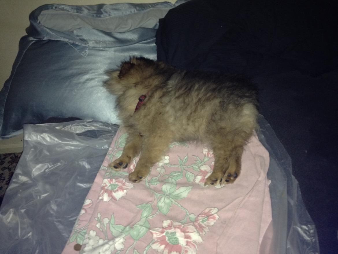 Pomeranian Futte - Så blev Futte træt igen. Sover også her i Kaspers seng.   Fotograf: Kasper billede 9