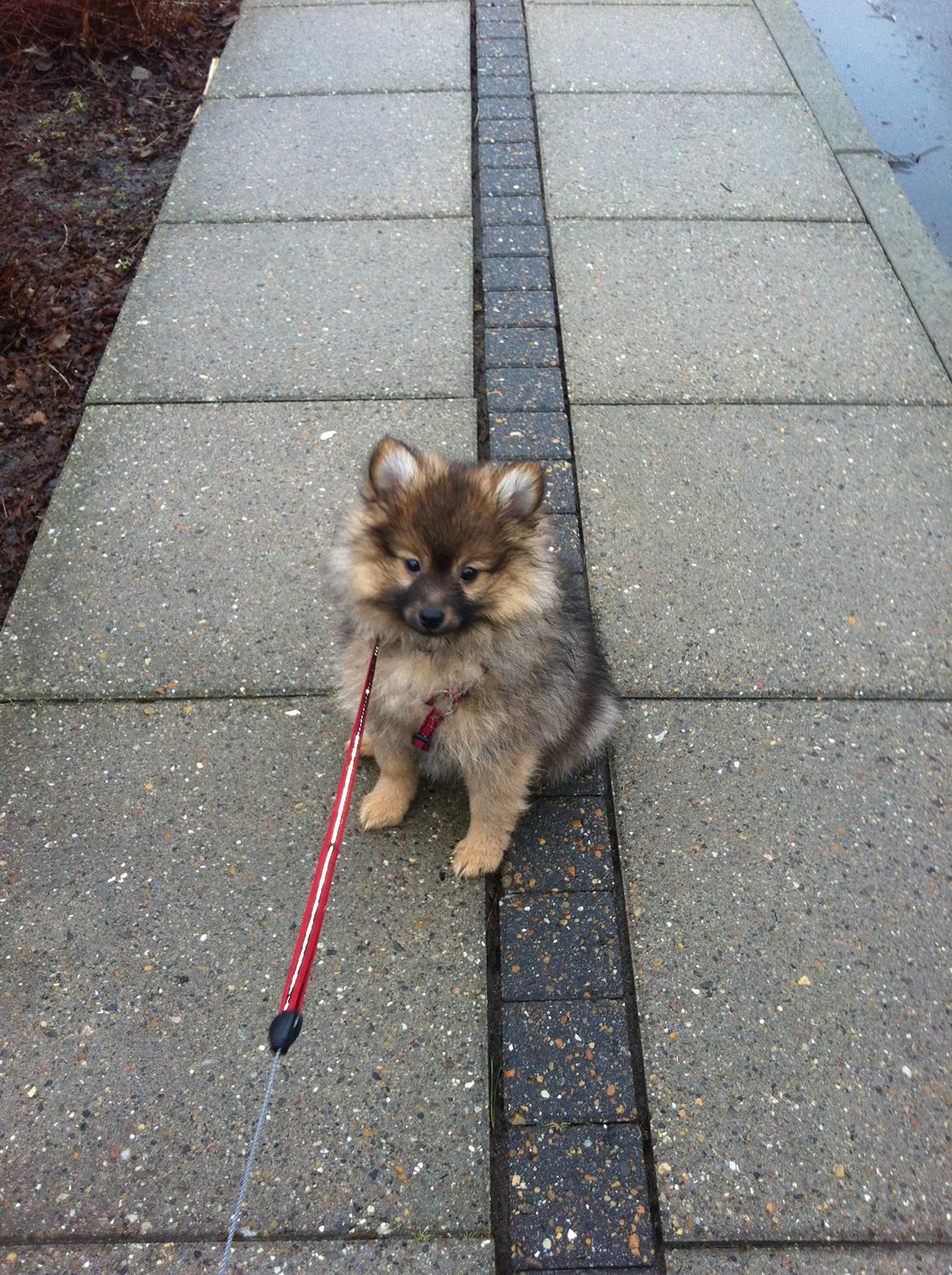 Pomeranian Futte - Futte på tur.   Fotograf: Mig billede 10
