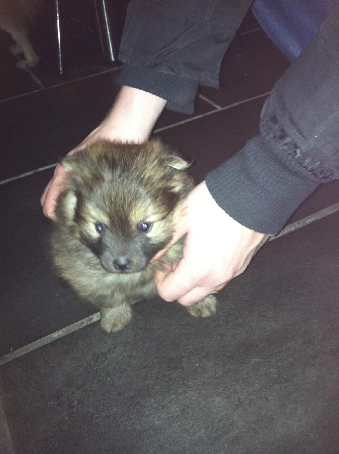 Pomeranian Futte - Futte. Ca. 4 uger gammel.    Fotograf: Mig billede 3