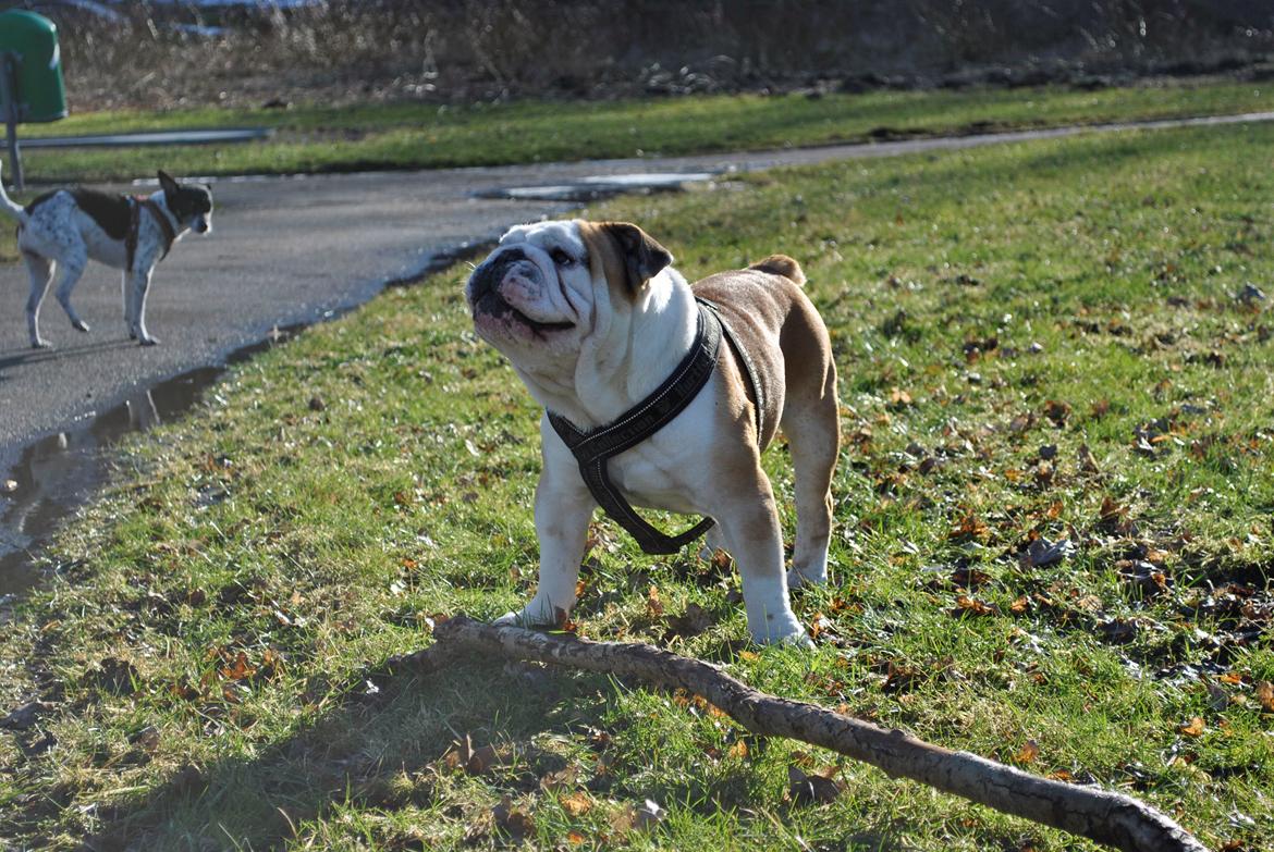 Engelsk bulldog Balto RIP 11/6-21 billede 5