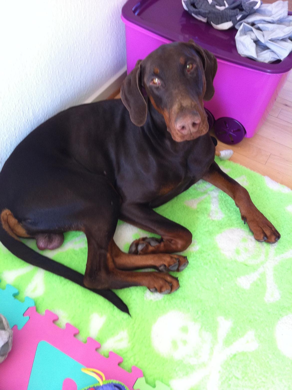 Dobermann A'Ron billede 1