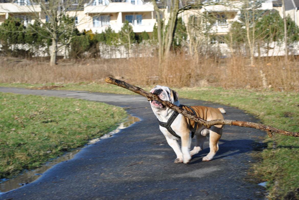 Engelsk bulldog Balto RIP 11/6-21 billede 19