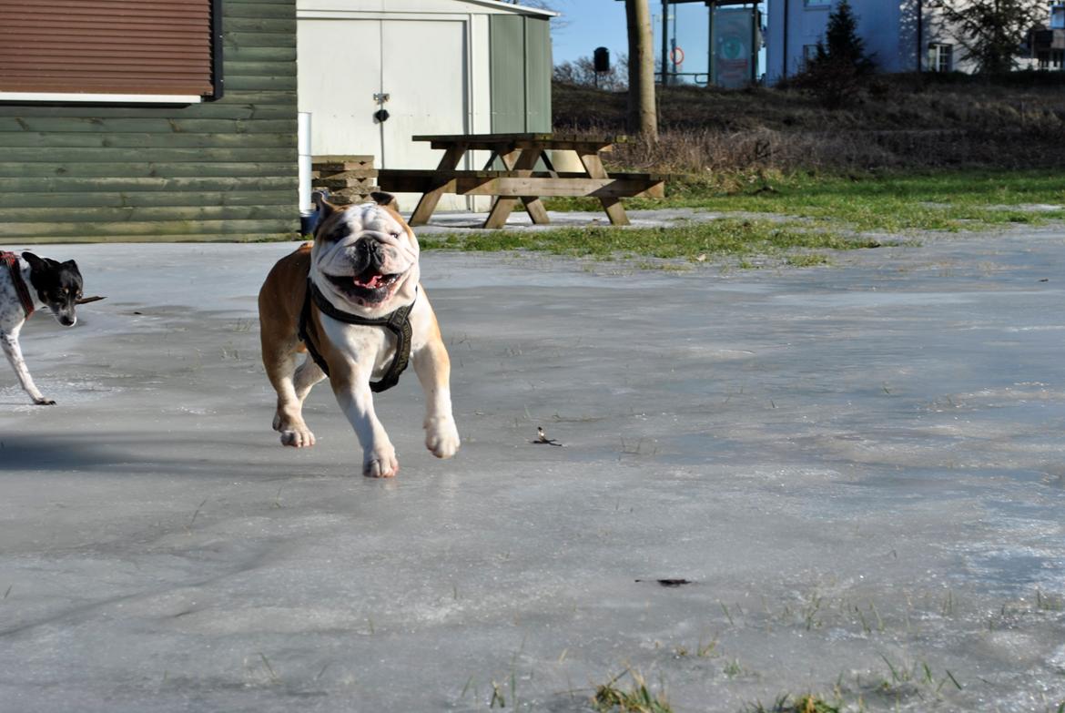 Engelsk bulldog Balto RIP 11/6-21 billede 13