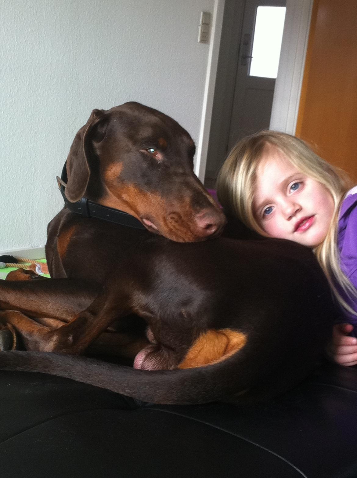 Dobermann A'Ron billede 2