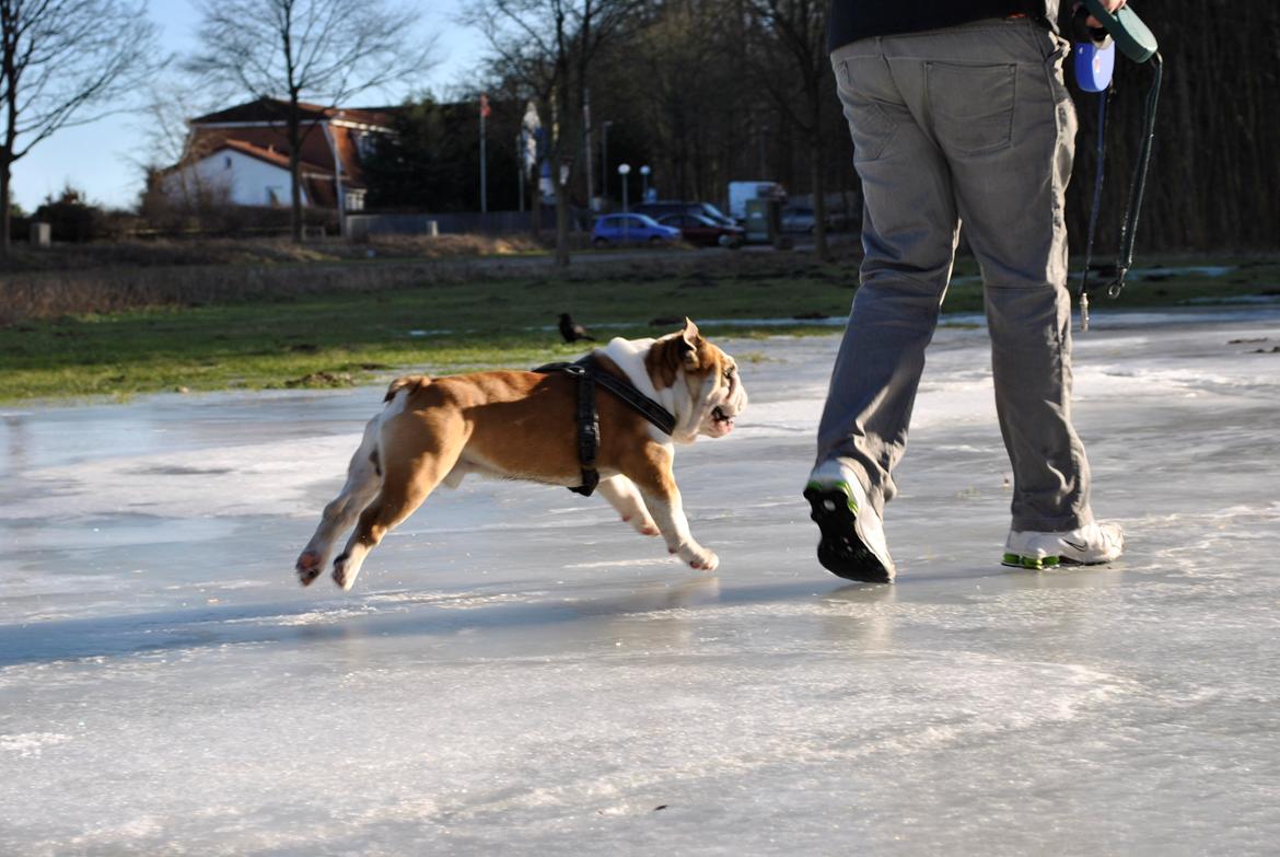 Engelsk bulldog Balto RIP 11/6-21 billede 10