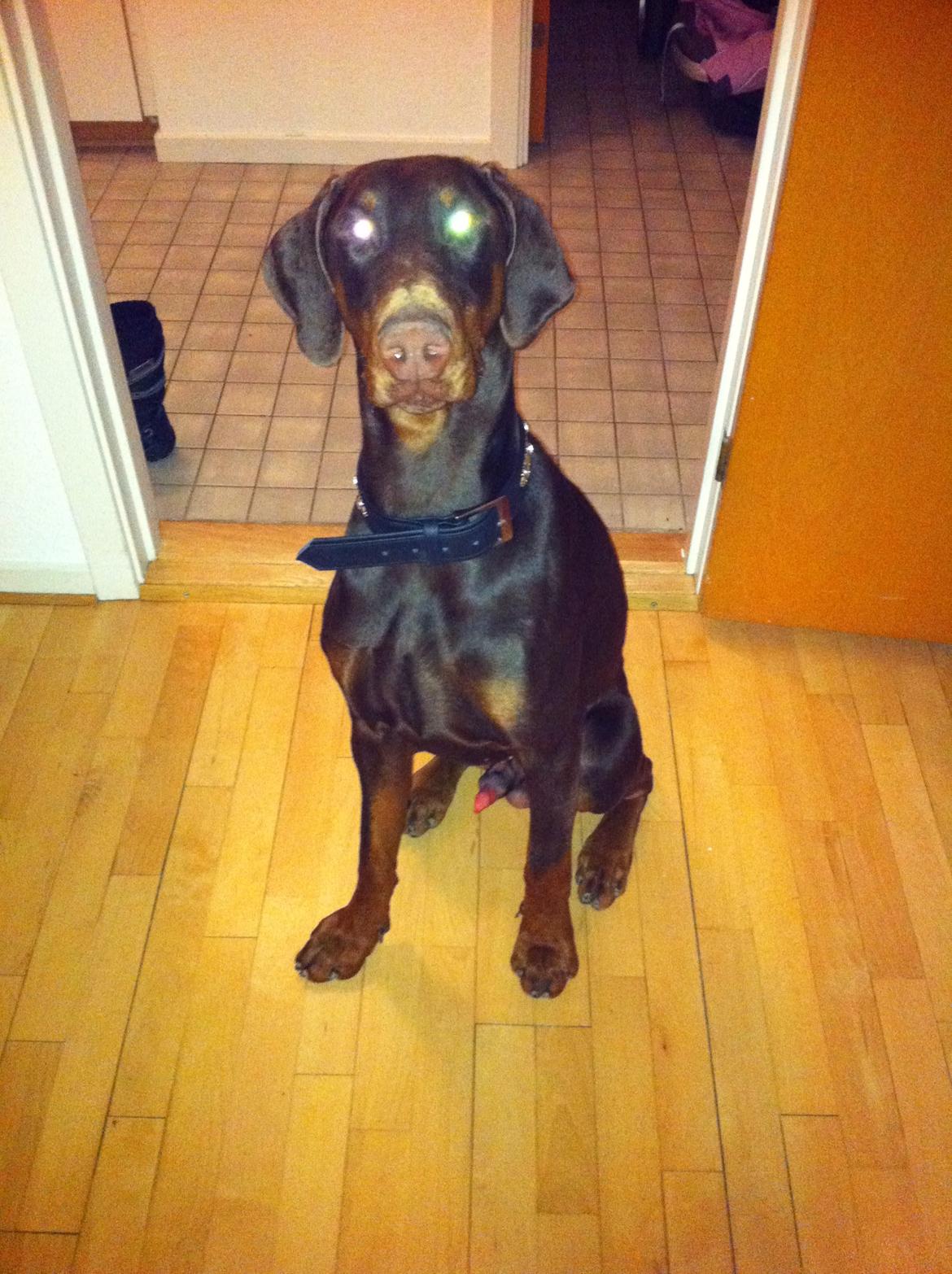 Dobermann A'Ron billede 4