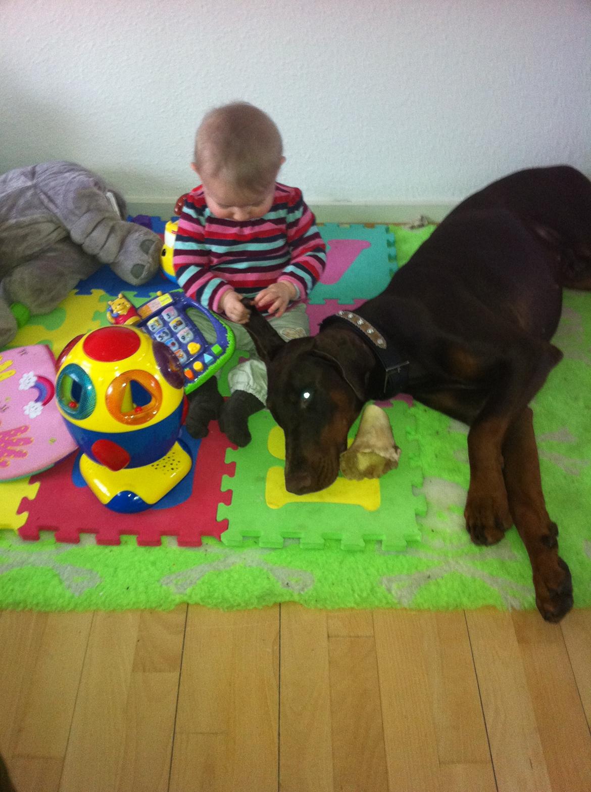 Dobermann A'Ron billede 5