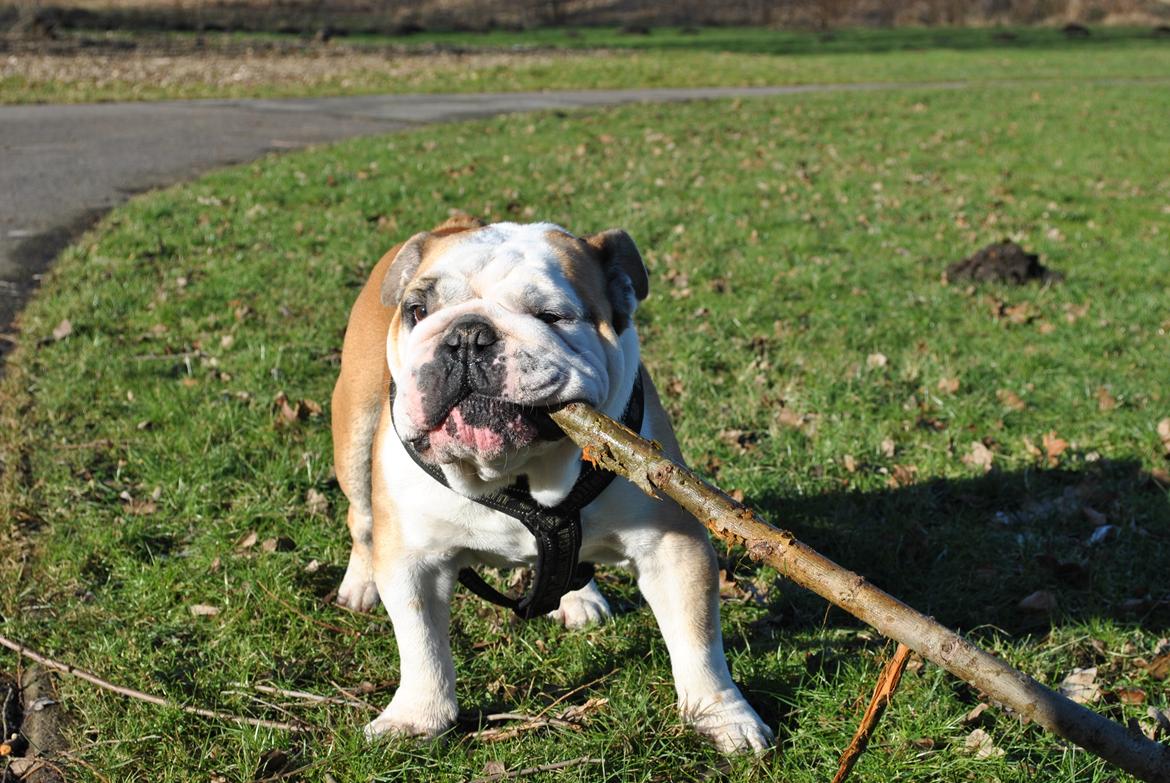 Engelsk bulldog Balto RIP 11/6-21 billede 1