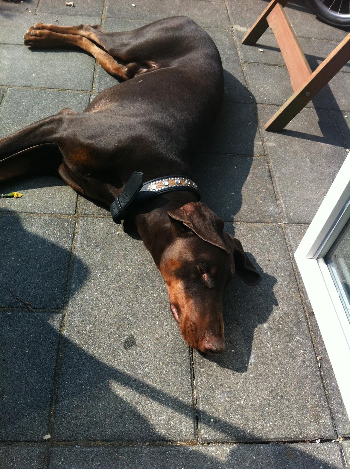 Dobermann A'Ron billede 7