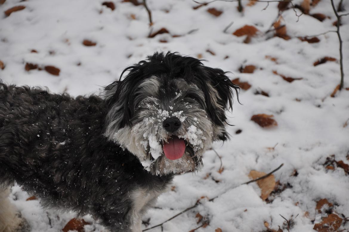 Løwchen Amour billede 7