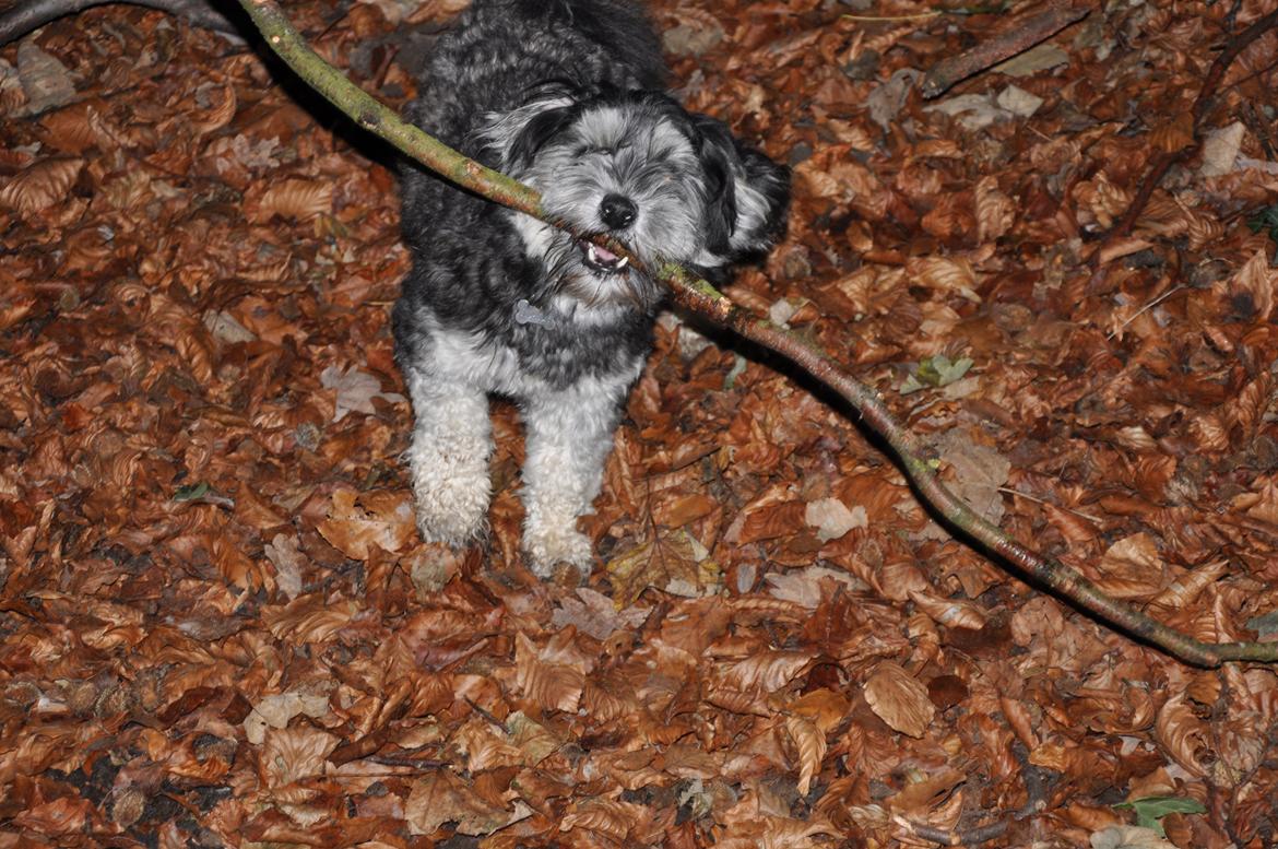 Løwchen Amour billede 8