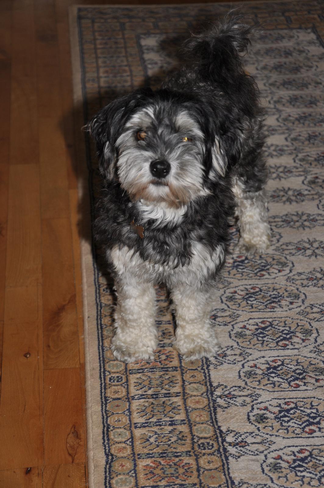 Løwchen Amour billede 9