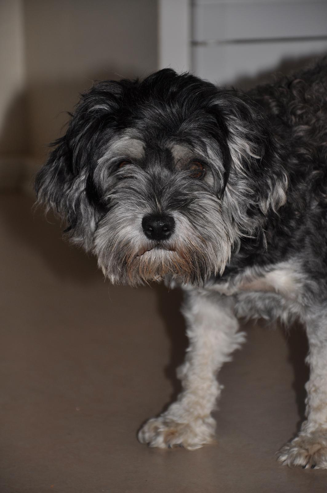 Løwchen Amour billede 10