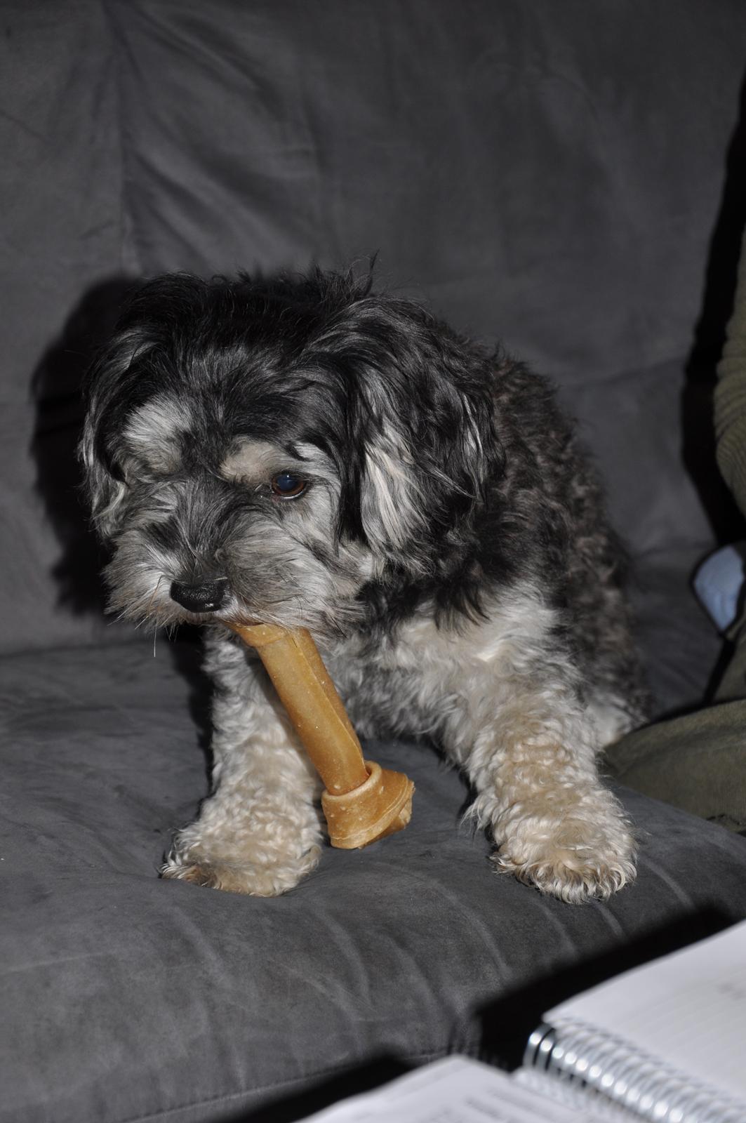 Løwchen Amour billede 11