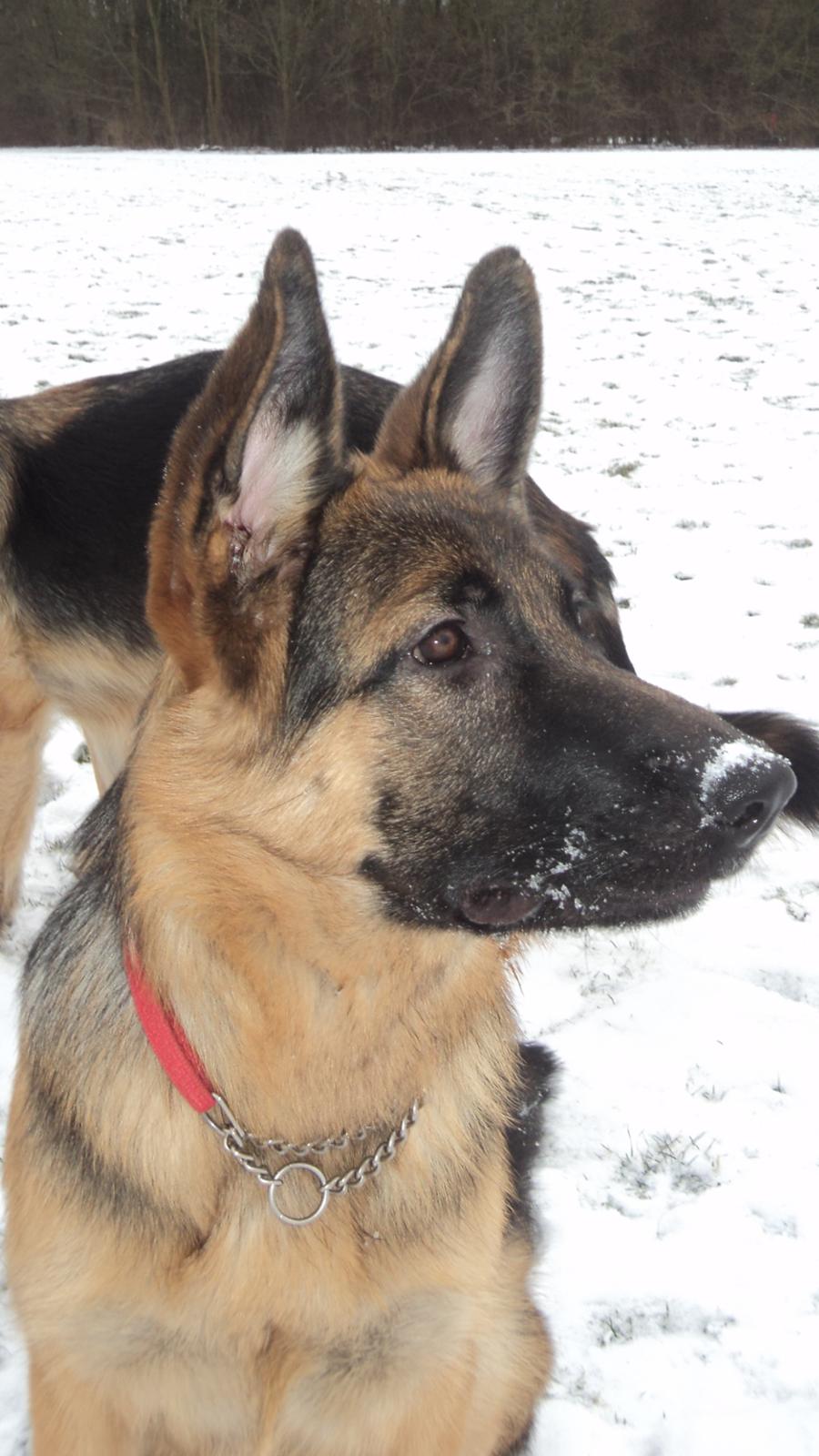 Schæferhund Ravneock´s O Dini - 6 mdr. gl og elsker det nye vinter legetøj i form af sne..  billede 1