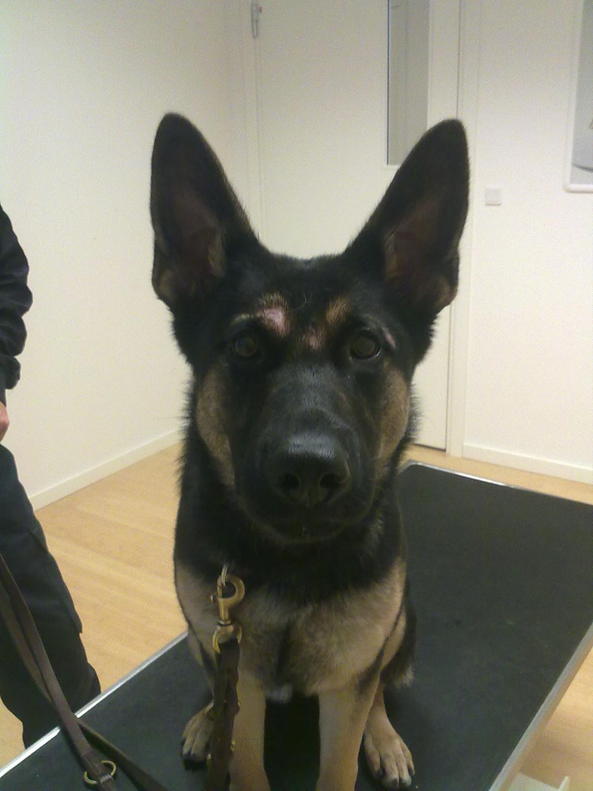 Schæferhund Juice 17/2-2011 - 7/9-2021 billede 28