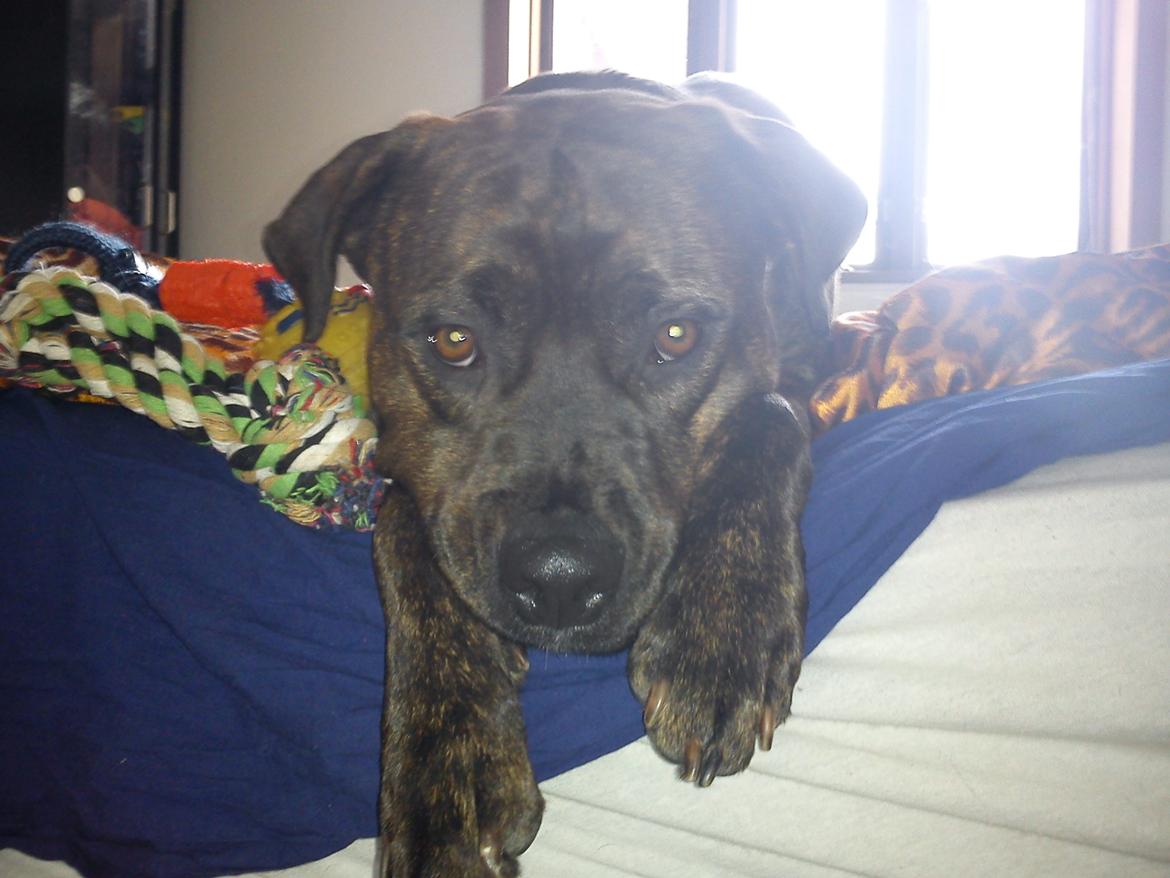 Blanding af racer Shila ( Himel hund )  billede 5