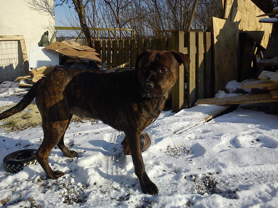 Blanding af racer Shila ( Himel hund )  billede 11