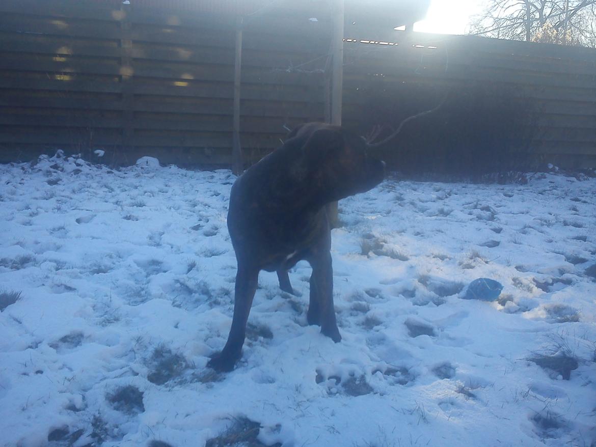 Blanding af racer Shila ( Himel hund )  billede 12