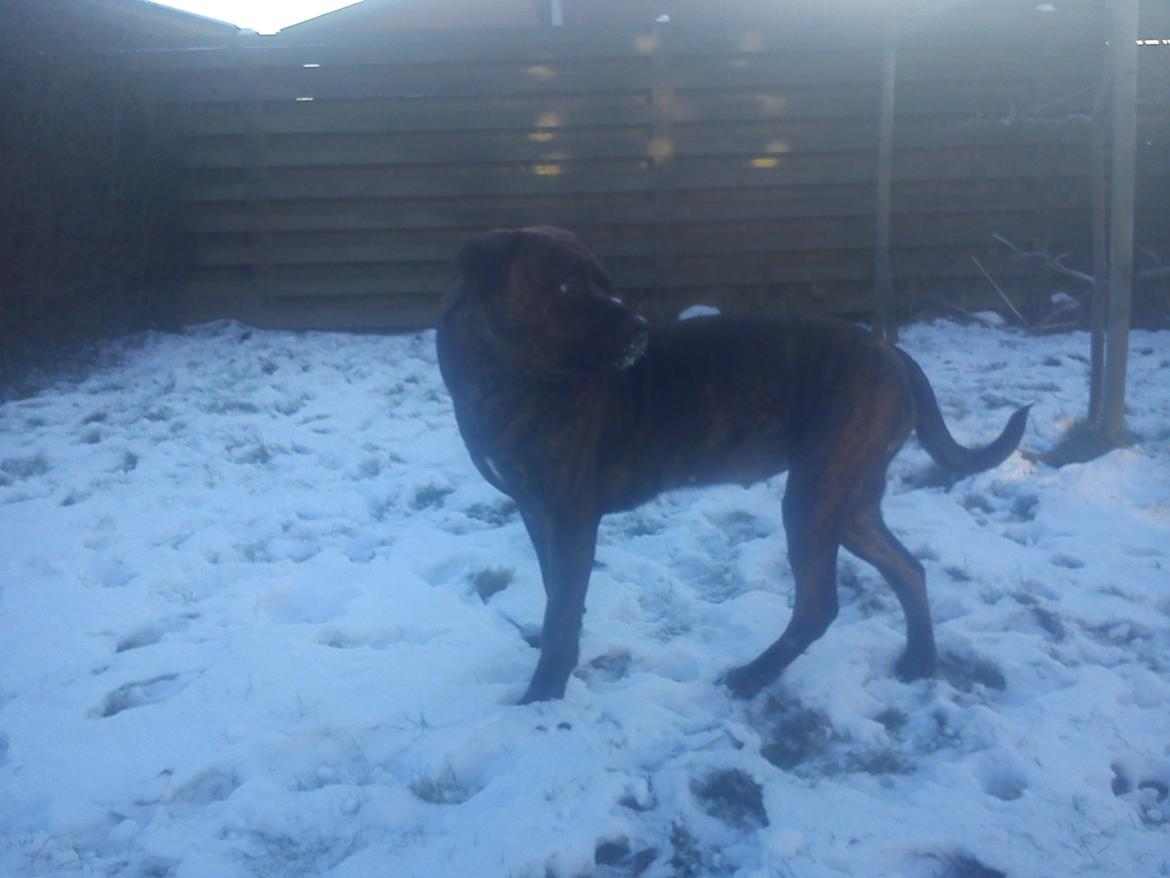 Blanding af racer Shila ( Himel hund )  billede 13