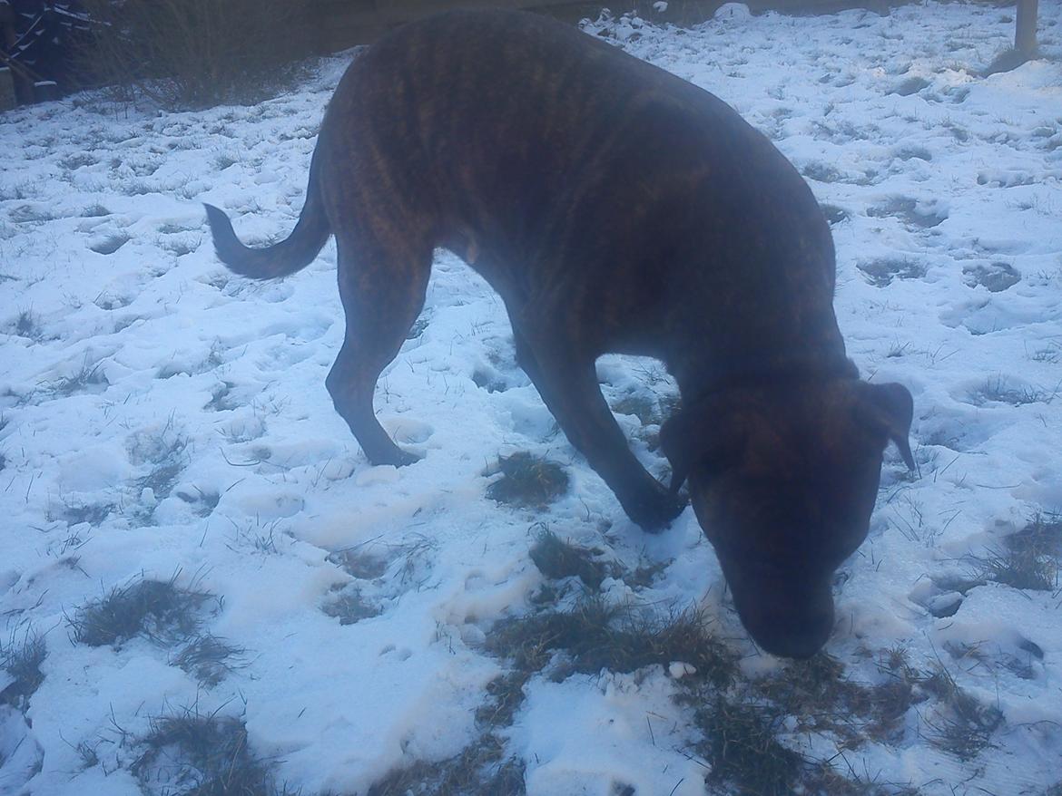 Blanding af racer Shila ( Himel hund )  billede 14