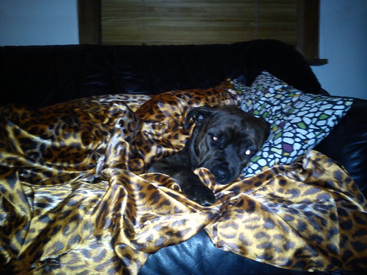 Blanding af racer Shila ( Himel hund )  billede 15