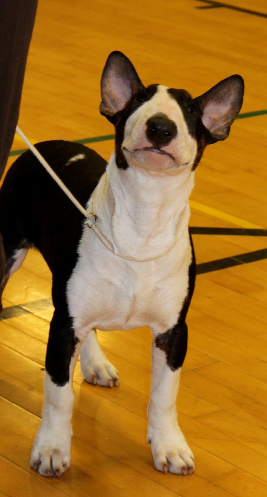 Bullterrier Bullos Agile Runner Casey by Disney - Casey d. 12/2-12 Hedensted vandt bedste Baby. billede 15