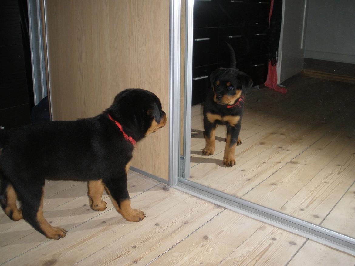 Rottweiler Emma billede 1